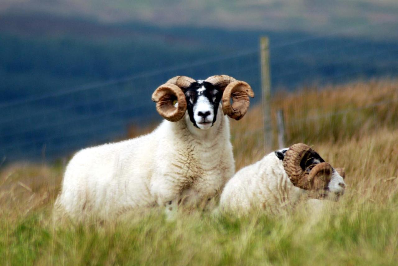 Orsay House Bed & Breakfast Portnahaven ภายนอก รูปภาพ
